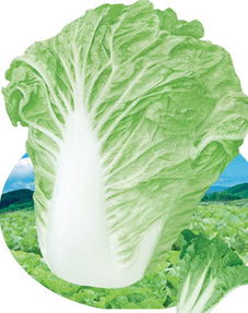 早熟5号白菜的播种与采收