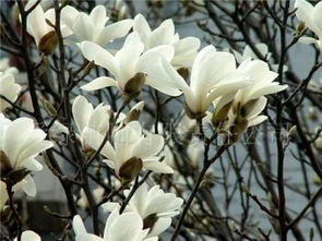 了解玉兰，开启春之序曲