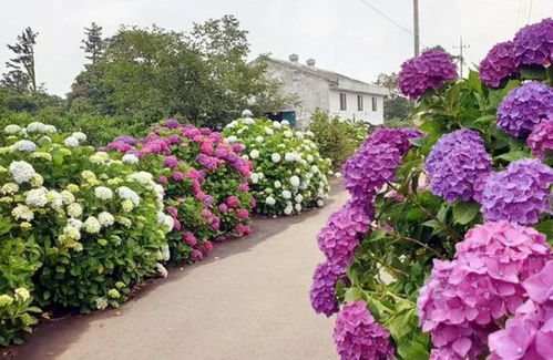 无尽夏绣球，花团锦簇