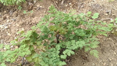 海拔？刚刚好卡在黄金点上