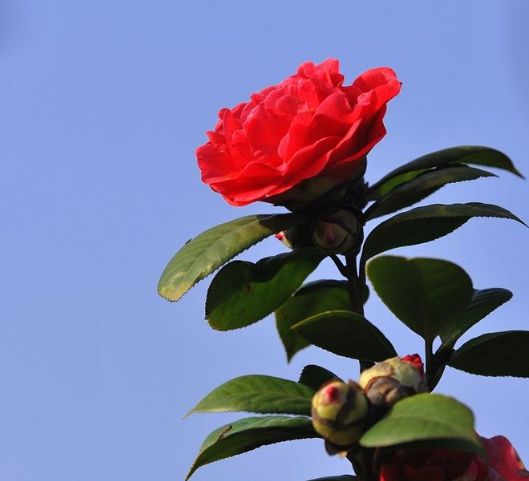 开花后 及时补充肥料