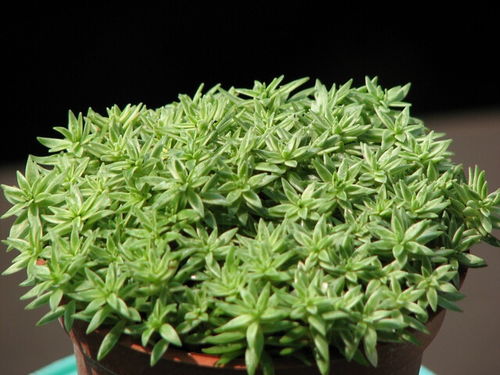 佛甲草图片，这株植物真美啊
