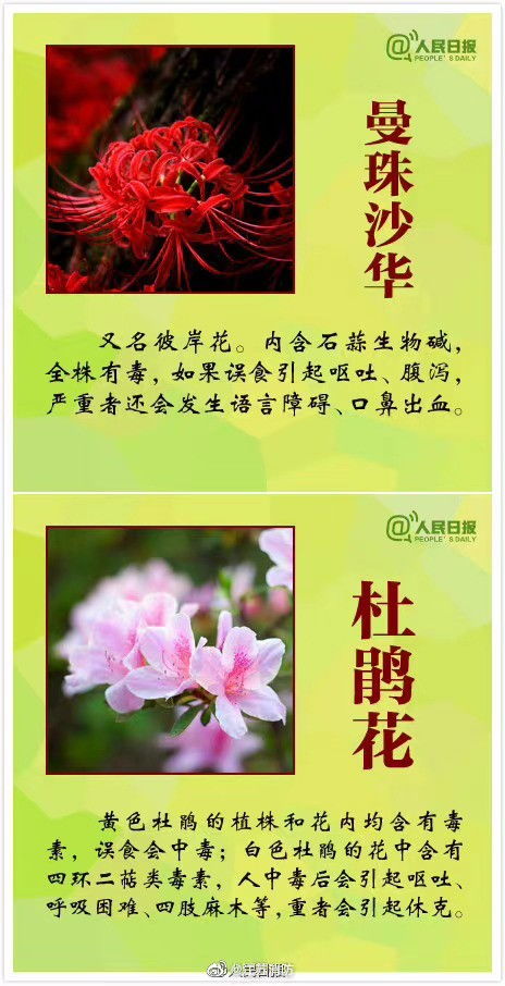 校园里的神秘小粉花