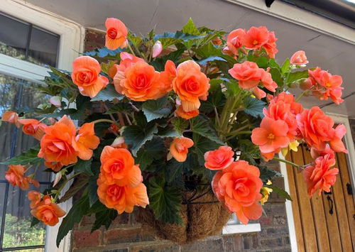 垂吊海棠：美丽的空中之花