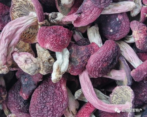 灵芝养殖：方法与菌种选择