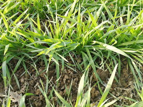 茄子的黄叶问题， 代森锰锌可Neng是元凶