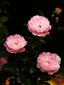 月季花展，不仅仅是赏花