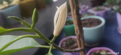 栀子花为何突然都枯萎了？
