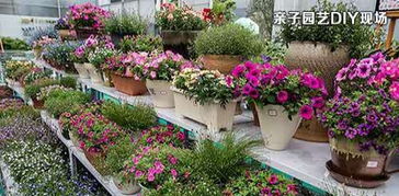 四川盆栽花卉种植基地探秘