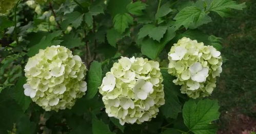 筋骨草：抗冻小嫩手