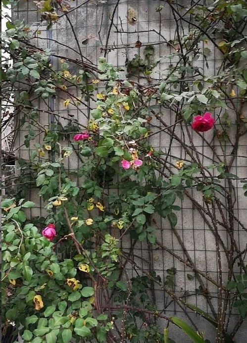 石榴树几月发芽？不同地区时间差异大