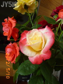 红双喜月季价格大揭秘：如何省40%成本