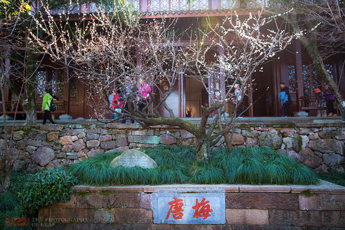 门口种小黄杨的疑问解答