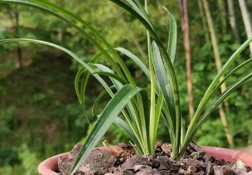 兰花新栽后的浇水指南