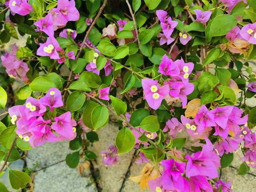 延长三角梅花期？试试这3个小技巧