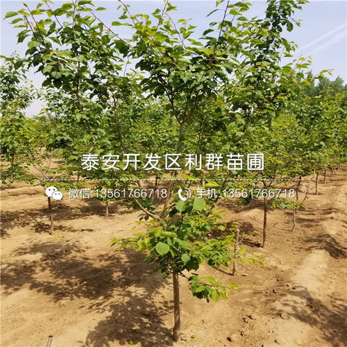 种植杏树的注意事项