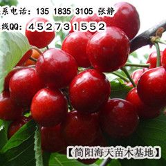 车厘子栽培管理：了解车厘子生长习性