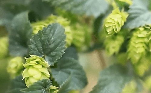 市场需求旺盛，政策补贴助力