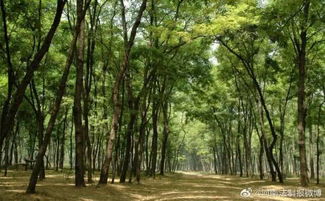 河南的树为什么没有叶？中原大地藏着什么秘密
