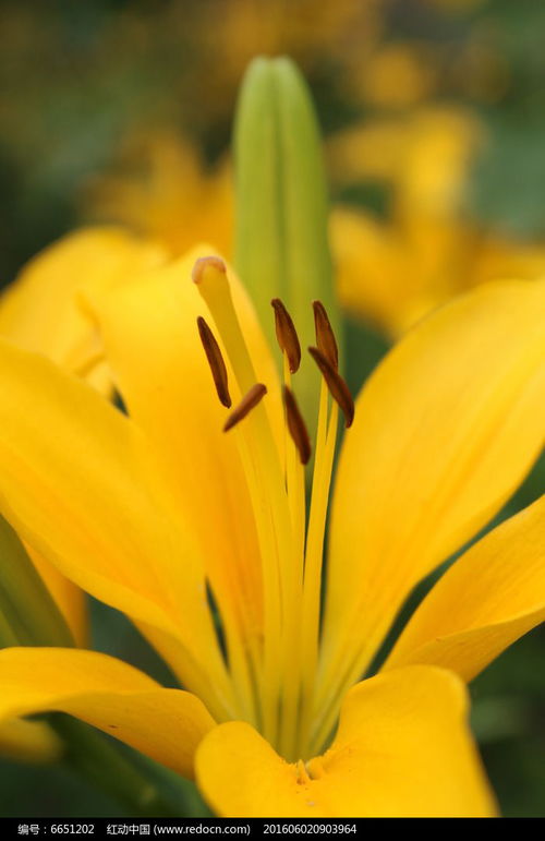 百合花瓣变黄？原因揭秘！图解花事