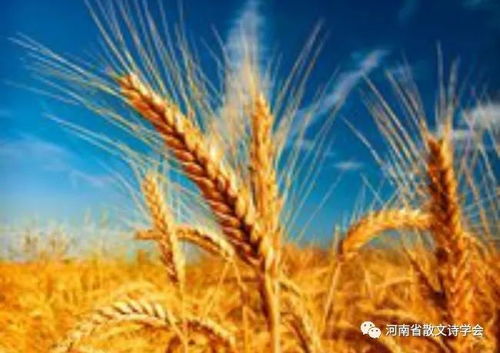 病虫害的威胁：何时打药是关键