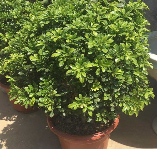 花卉米兰怎么养殖？如何让米兰花开得更艳丽
