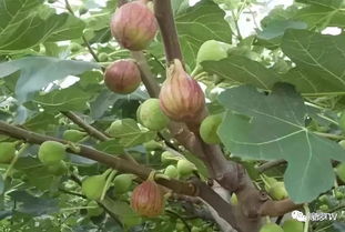 靠黄蜂帮忙授粉