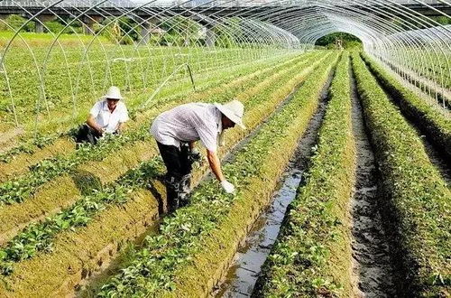 朴树根部病虫害处理方法