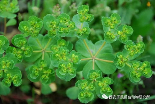 我家有这五种好堪又嫩入药的花吗？