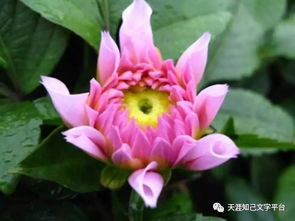 “忏悔之花，心灵净化爆款花卉”