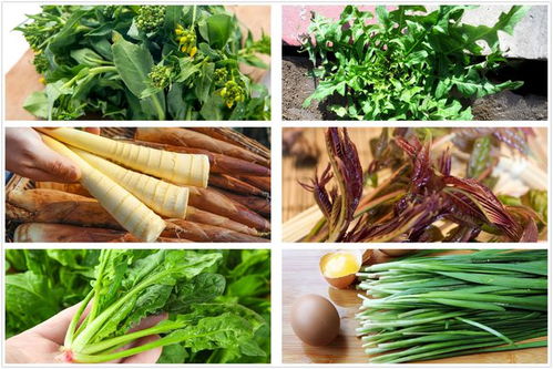 1、 惊蛰适合种的菜