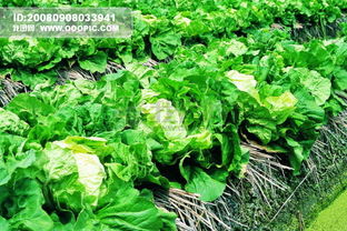 “青菜植物属性揭秘，花卉爱好者必看！”