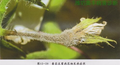 农业防治：菊花灰霉病的“食疗”方案