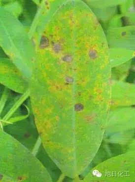 农业防治，抗病品种是关键