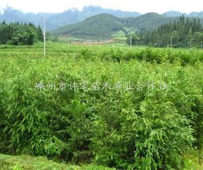 探寻丽水松阳玉岩南方红豆杉王