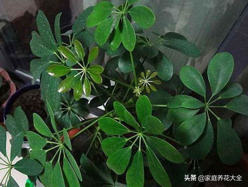 鸭掌木叶子发黄脱落之谜：土壤、 浇水和光照的微妙平衡