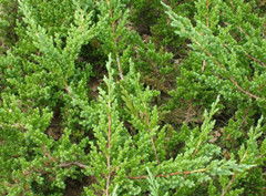 家里种铺地柏需要多少棵一平米？