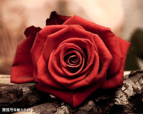 红玫瑰花五行属火，风水大师怎么说