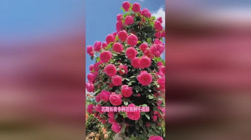 蔷薇花的颜色多到让人眼花缭乱