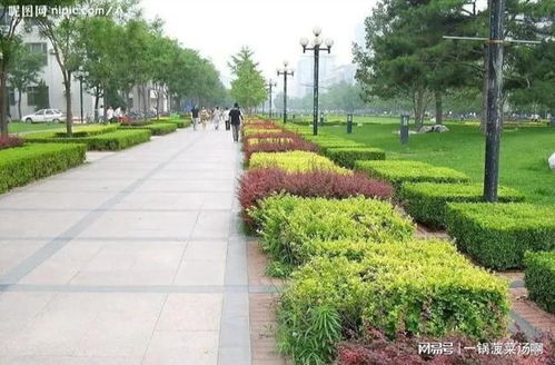 搭建葡萄棚架，绿化植物选哪些？