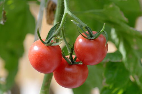 番茄开花期防治花白病的杀菌剂选择
