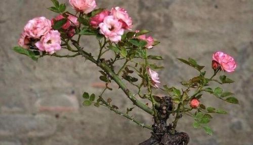 土壤处理，为月季打造舒适的家