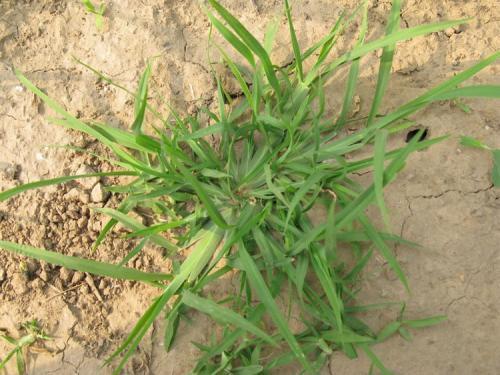 雀舌草的成分及功效与作用