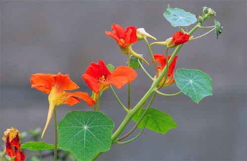 十月份开红花的植物大揭秘