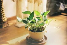 五、养护小贴士