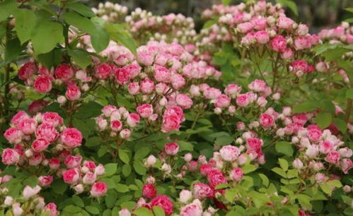 开花的传奇：胭脂扣月季的多季奇迹