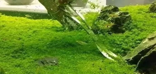 第三步：撒种子， 就像撒糖一样