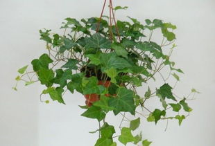 室外养护常春藤， 温度是个大学问