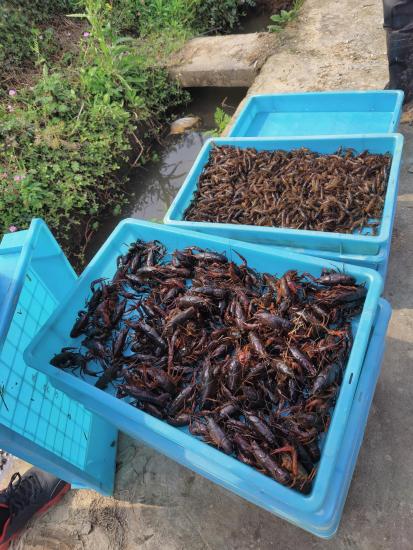 稻田养龙虾， 除草要小心