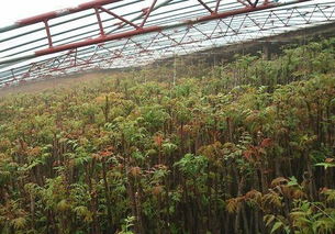 常德地区苗木集中， 资源丰富